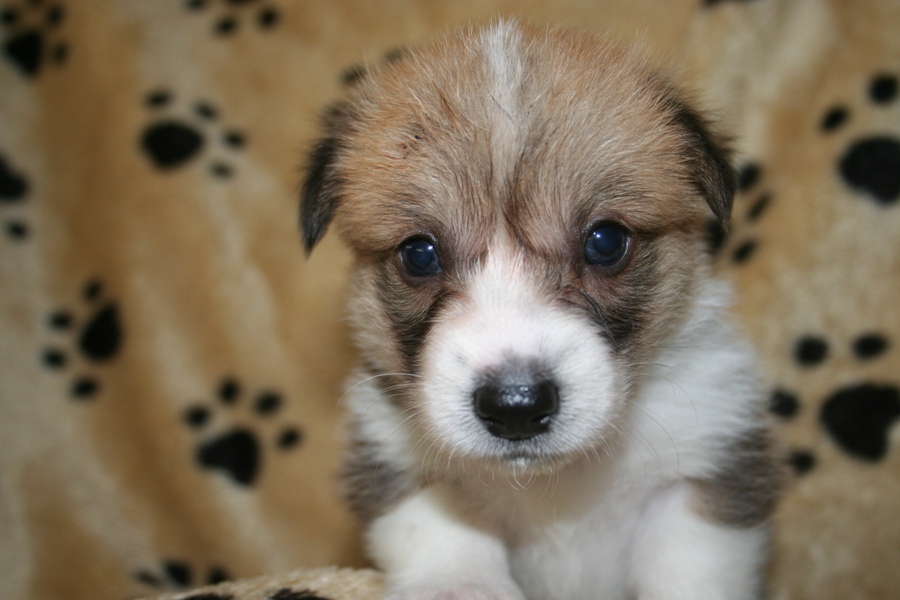 Puppies
